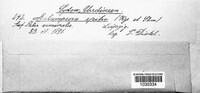 Melampsora epitea image